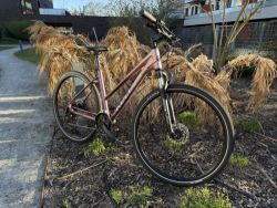 Kellys Pheebe 70 Rosy Violet