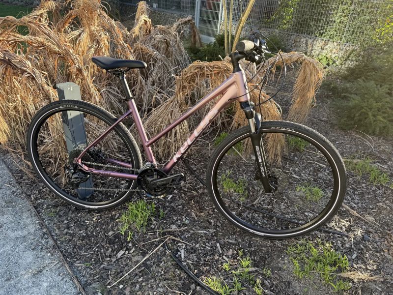 Kellys Pheebe 70 Rosy Violet