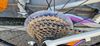 Rock Machine Thunder 26"