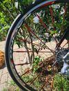 Kuota Karma Karbon + Racing Zero kola