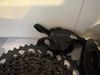 Sram gx set