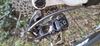 Focus Super Bud 29R 2.0