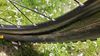 Canyon Exceed CF SLX 8