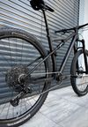 Rose Thrill Hill 1, 2024, vel. M