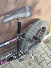 Mongoose argus