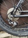 Mongoose argus