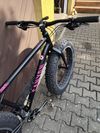 Mongoose argus