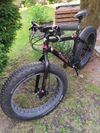 Mongoose argus