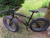 Mongoose argus