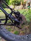 Mongoose argus