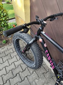 Mongoose argus