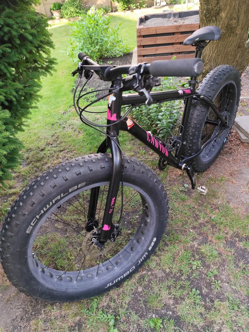 Mongoose argus