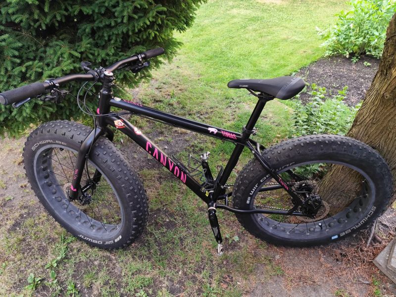 Mongoose argus