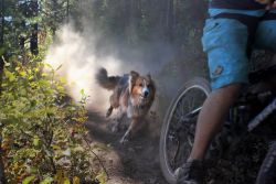 Pippa the Trail Dog