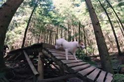 "Levi the trail dog" na North Shoru